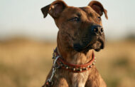 Best Prong Collar 2026: Reviews + Buying Guide