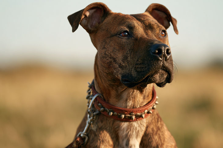 Best Prong Collar 2026: Reviews + Buying Guide
